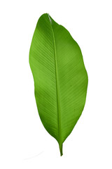 Leaf isolated on white background with clipping path