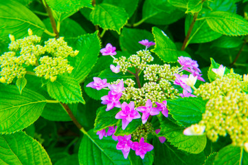アジサイの花