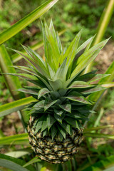 Obraz premium A large ripe pineapple fruit on a bush. Selective focus on ripened pineapple. Spreading pineapple bush on an eco plantation / farm