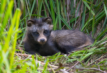 Young Raccoon dog (Nyctereutes procyonoides) or mangut lays with lifted head in the grass couch in thick bush