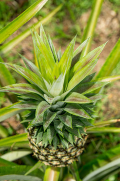 A large ripe pineapple fruit on a bush. Selective focus on ripened pineapple. Spreading pineapple bush on an eco plantation / farm