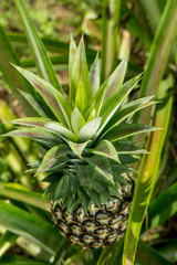 Fototapeta premium A large ripe pineapple fruit on a bush. Selective focus on ripened pineapple. Spreading pineapple bush on an eco plantation / farm