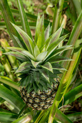 Fototapeta premium A large ripe pineapple fruit on a bush. Selective focus on ripened pineapple. Spreading pineapple bush on an eco plantation / farm