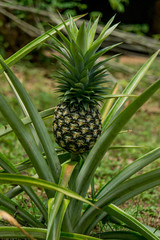 A large ripe pineapple fruit on a bush. Selective focus on ripened pineapple. Spreading pineapple bush on an eco plantation / farm