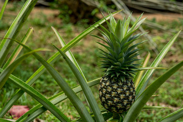 Obraz premium A large ripe pineapple fruit on a bush. Selective focus on ripened pineapple. Spreading pineapple bush on an eco plantation / farm