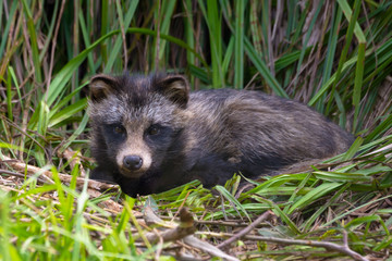 Raccoon dog (Nyctereutes procyonoides) or mangut laying on the grass bed in thick reeds