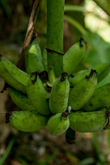 Unripe bananas in the jungle close. bananas on a branch. natural bananas