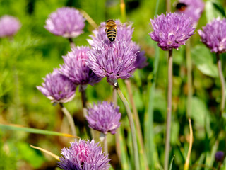 bee in flight over a flower of chive