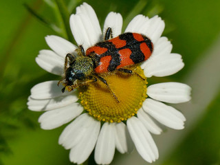 red beetle on chamomille flower