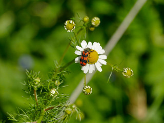 red beetle on chamomille flower