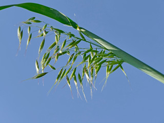 oat, head on a blue sky
