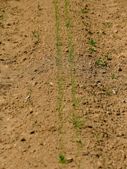 field of growing onions in spring