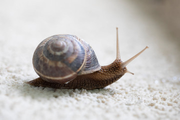 A close up of a snail on a white stone surface