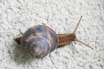A close up of a snail on a white stone surface from a birds perspective
