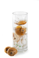 Sea shells in a container with water on white background