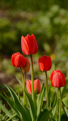 Photos of tulips in vertical format on a flower bed.