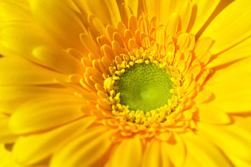 Fototapeta premium yellow gerbera flower close-up, middle of the flower is green, selective focus