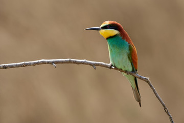 Tropical bird (European bee-eater, Merops apiaster) with multicolored plumage perched on twig in Gerolsheim, Germany