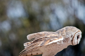 this is a side view of a barn owl