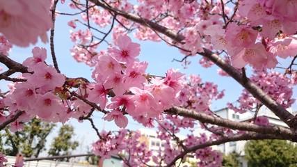 アーモンドかな