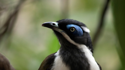 this is a close up of a blue faced honeyeater