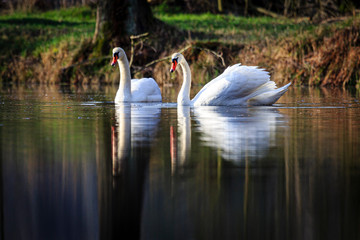 two swans swimming at sunrise at skylakes Plothen, Germany