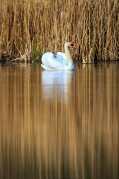 single swan at sunrise, golden water at sky lakes Plothen Germany