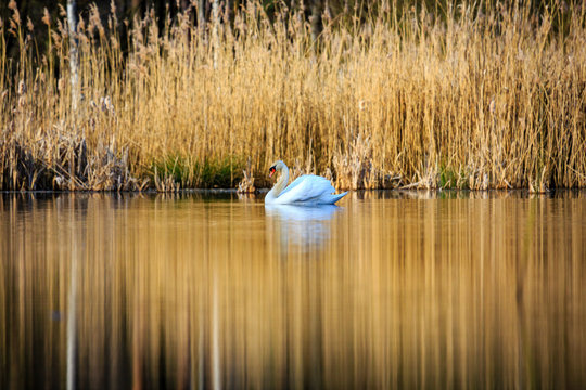 single swan at sunrise, golden water at sky lakes Plothen Germany
