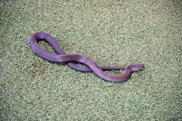 this is a pygmy copperhead snake