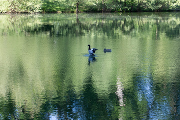 Two ducks in a lake next to a forest
