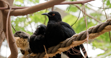 the two white wing coughs are perched in a tree