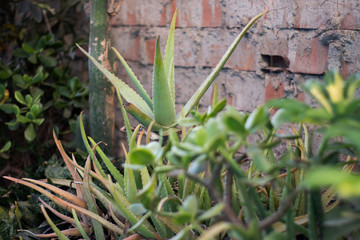 Aloe vera, sabila, it is one of the most appreciated for the benefits if brings to heath, beauty and home