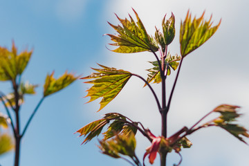 Small stems of a young tree