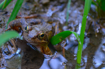 *Frosch*