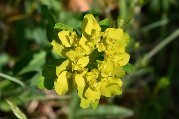 Vielfarbige Wolfsmilch, Euphorbia epithymoides, einzelner Blütenstand