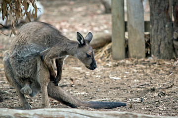 the kangaroo-island kangaroo is having a scratch