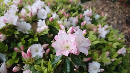 つつじ（薄ピンク）