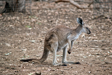 this is a joey western grey kangaroo