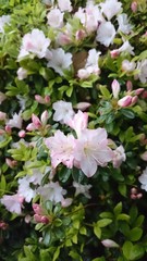 つつじ薄ピンク（縦）