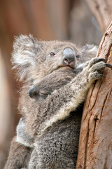the koala is holding her joey