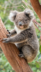 the young koala is grey and rufous with fluffy ears