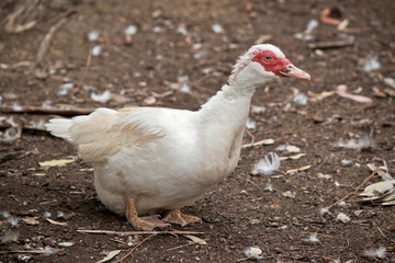this is a side view of a muscovy duck