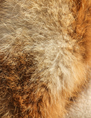 Animal fur as an abstract background.