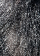 Animal fur as an abstract background.