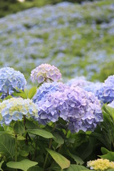 近くから遠くまで、たくさん咲いている青色のアジサイ