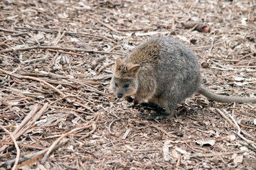 the quokka is looking for food