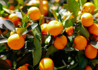 Ripe tangerines on the branches of a tree