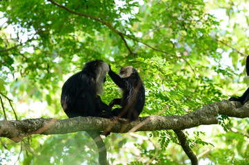 The lion-tailed macaque (Macaca silenus), or the wanderoo, is an Old World monkey endemic to the Western Ghats of South India.