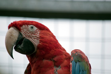 this is a close up of a Red and green macaw