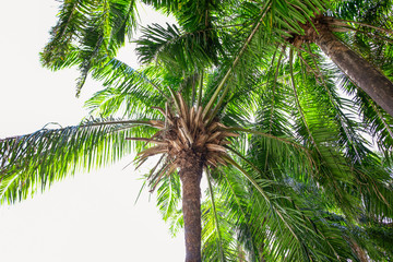 Obraz na płótnie Canvas Large green branches on coconut trees